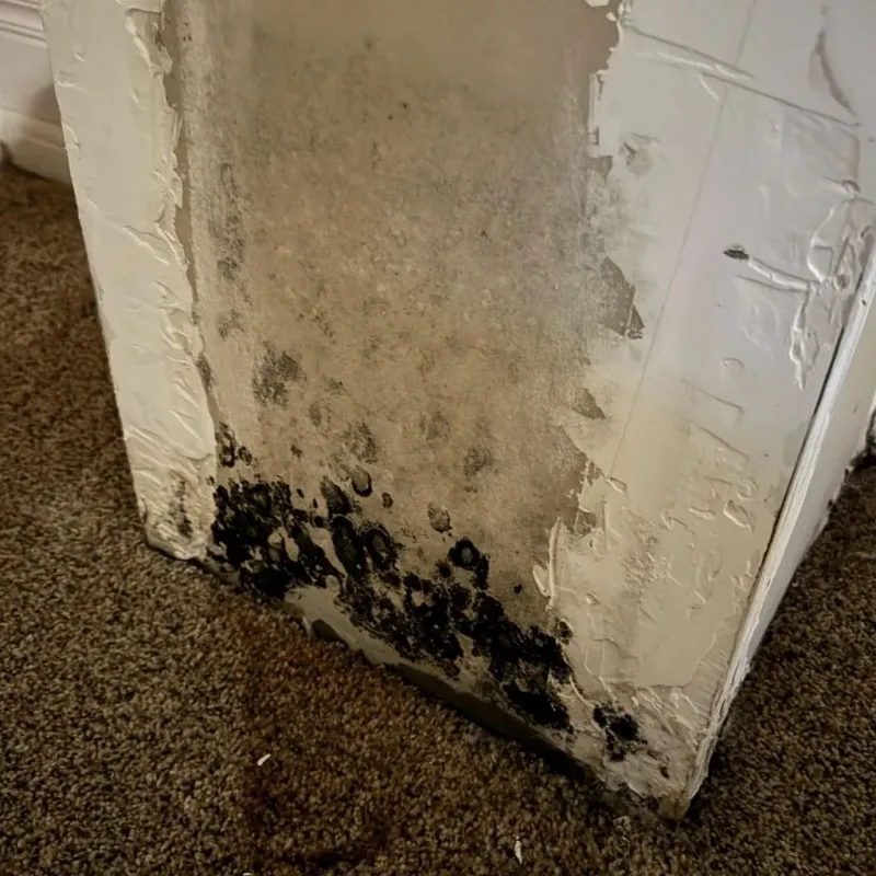 Professional Mold Removal in Glendora, CA